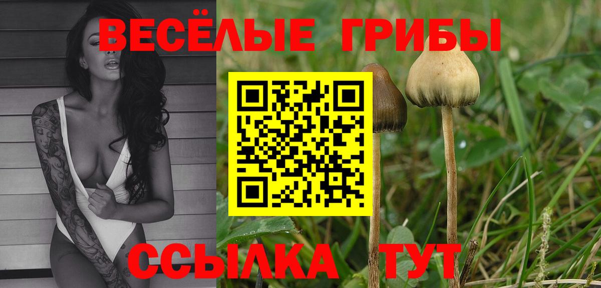Галлюциногенные грибы Psilocybe Кировск